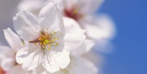 Fragen zum leichten, ästhetischen, meditativen Sterben