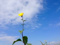 Frage über Freitod und Sterbehilfe