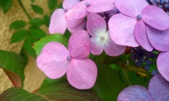 Frage über den frühen Tod der Tochter