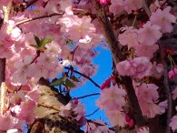 Frage, genügt ein Witz gegen die Todesangst?